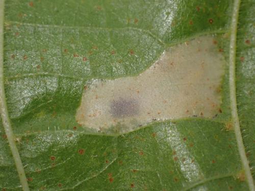 Réf. 330 559 : Phyllonorycter issikii